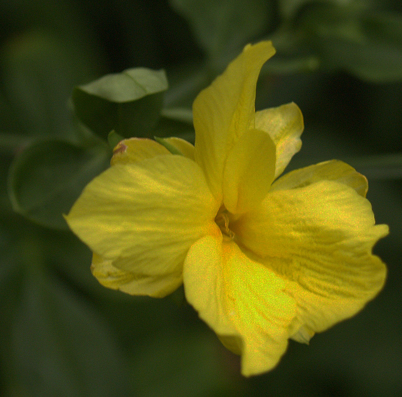 Primrose jasmine blooming in November Central Texas Gardener