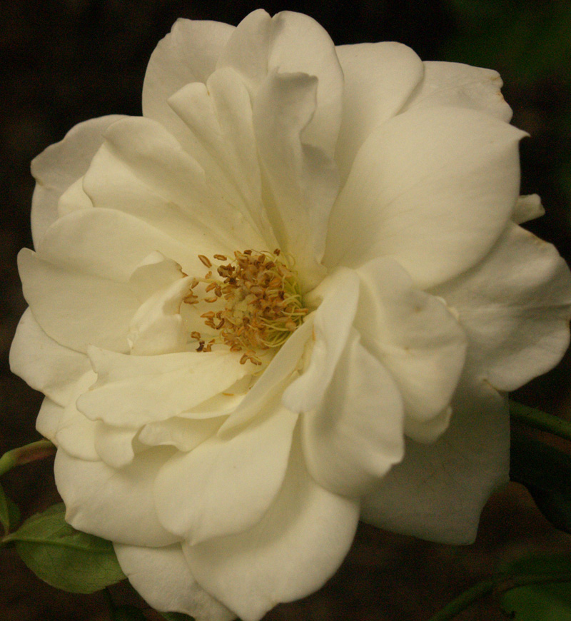 Iceberg rose Central Texas Gardener 