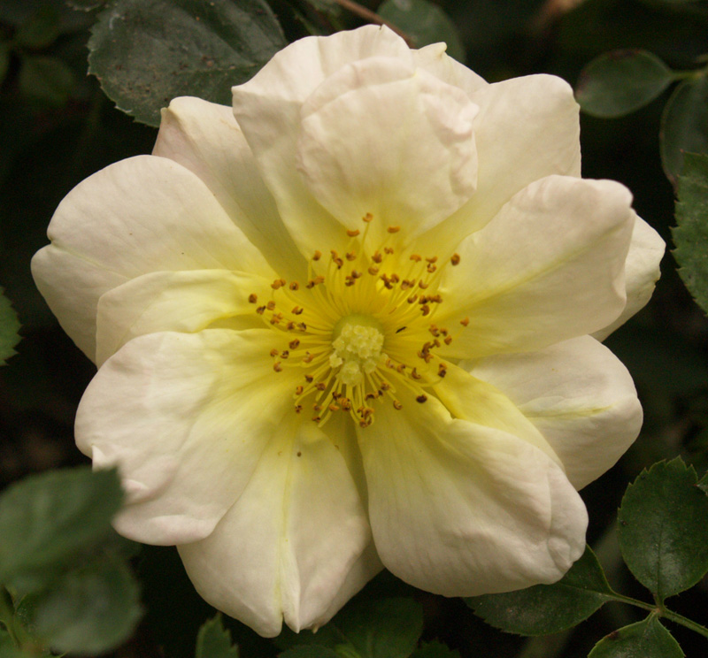 Republic of Texas rose Central Texas Gardener 