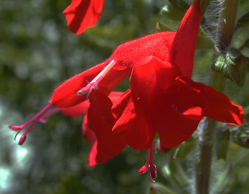 Salvia coccinea Central Texas Gardener 