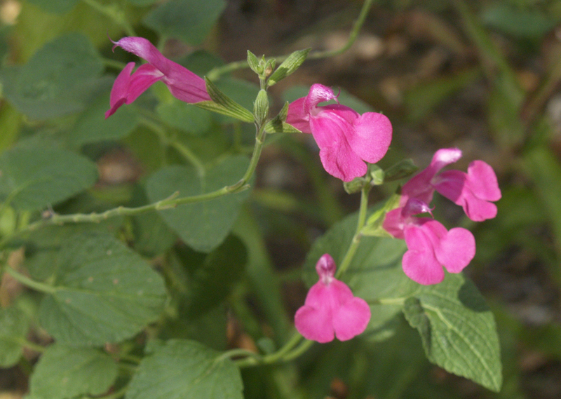 Salvia microphylla 'La Trinidad Pink'