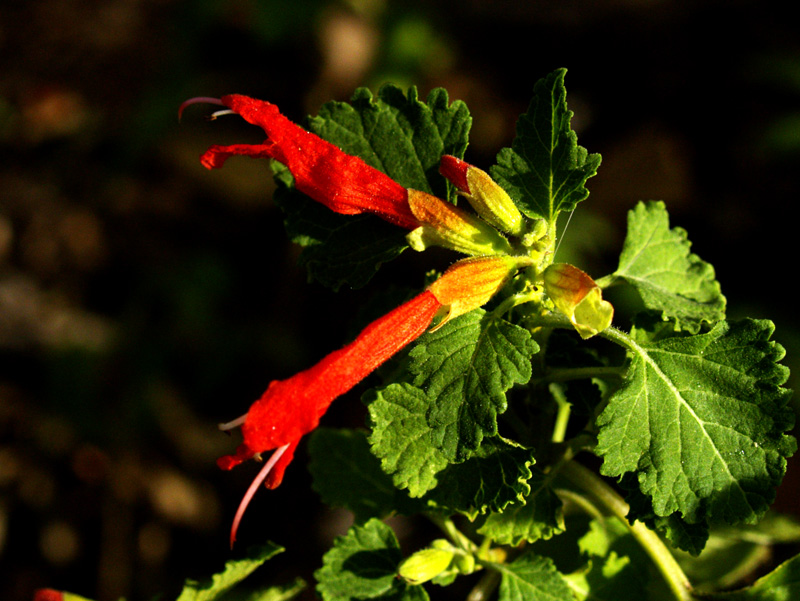 Salvia regla Central Texas Gardener 