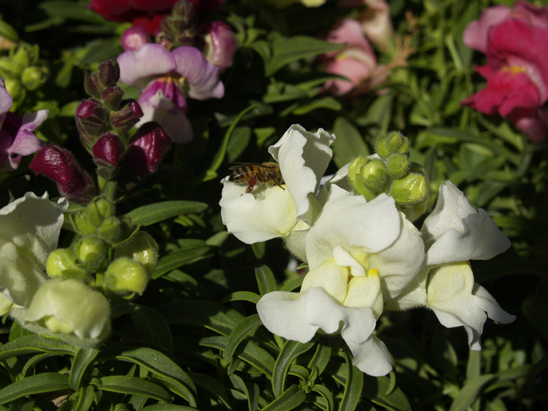 Bee on snapdragon, Central Texas Gardener 