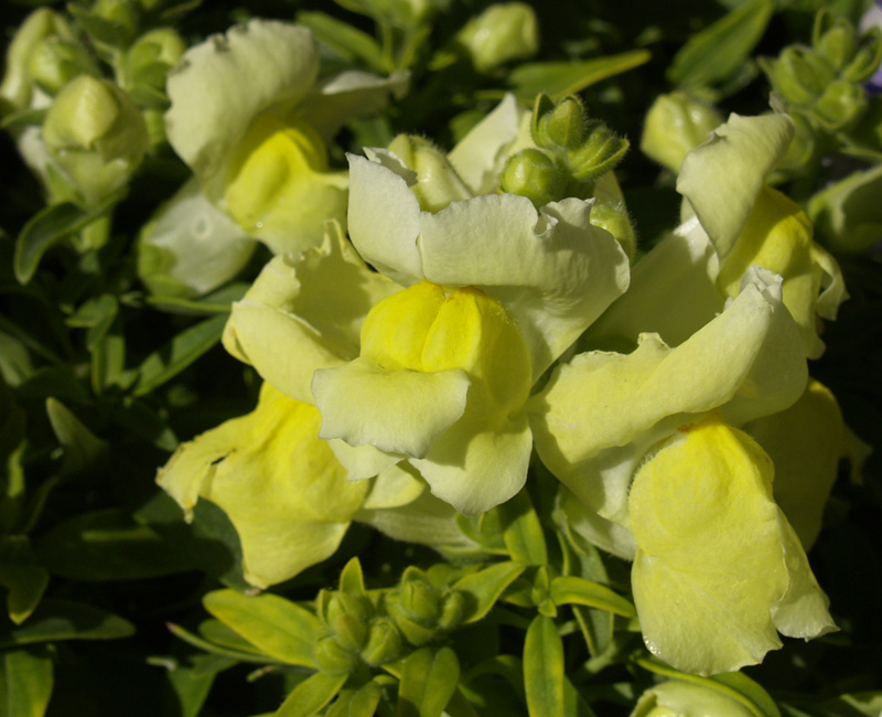 Dwarf yellow snapdragon, Central Texas Garden 