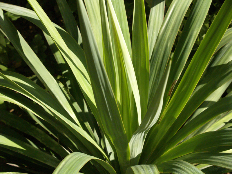 Soft leaf yucca Central Texas Gardener