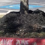 Volcano mulch that kills a tree by Trisha Shirey