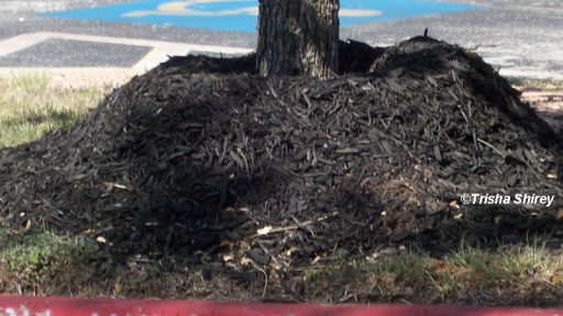 Volcano mulch that kills a tree by Trisha Shirey