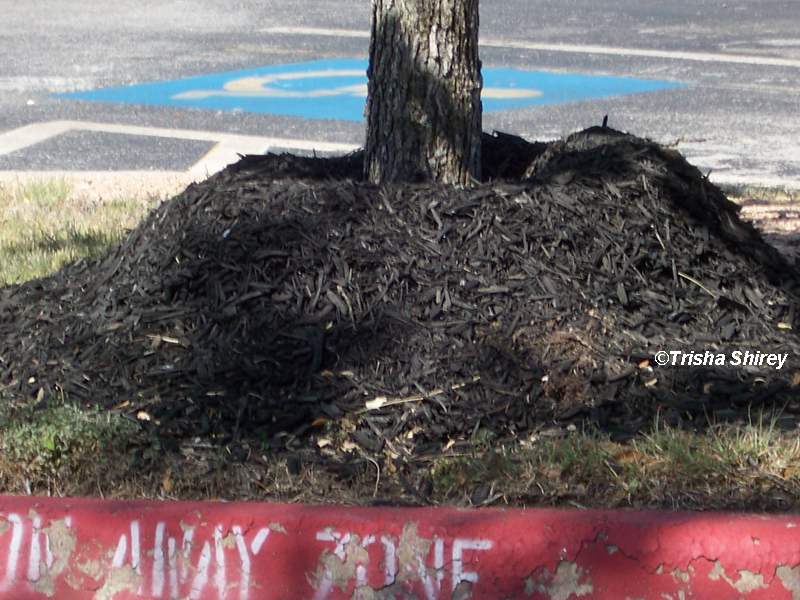 Volcano mulch that kills a tree by Trisha Shirey