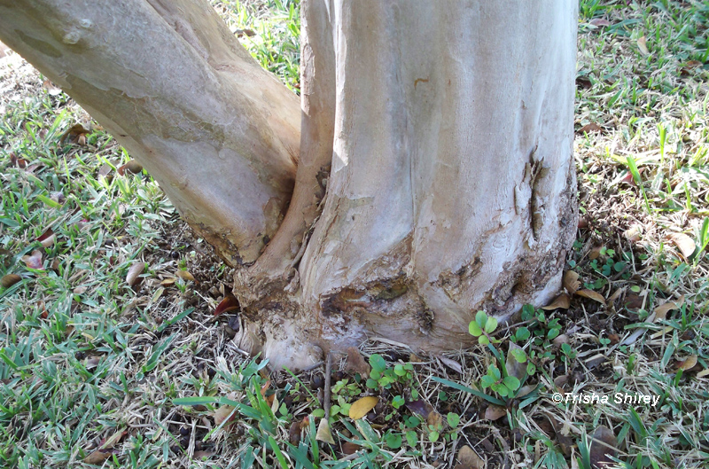 weed eater damage by Trisha Shirey 