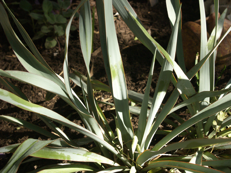 Yucca rupicola x pallida Central Texas Gardener 