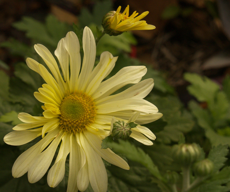 Butterpat chrysanthemum