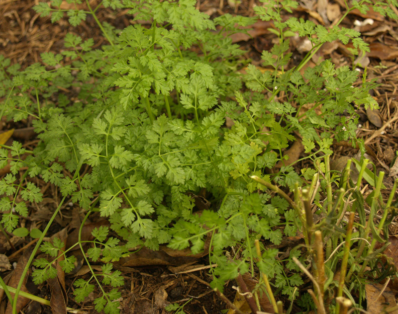 Chervil and cut back angelonia companion planting Chervil and cut back angelonia companion planting