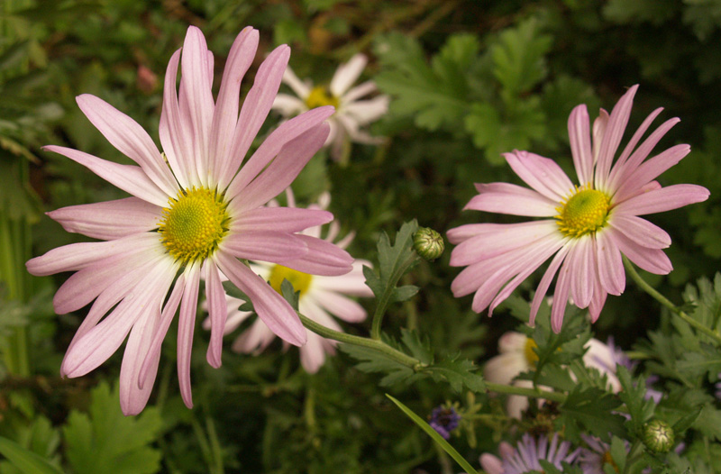 Country Girl chrysanthemum