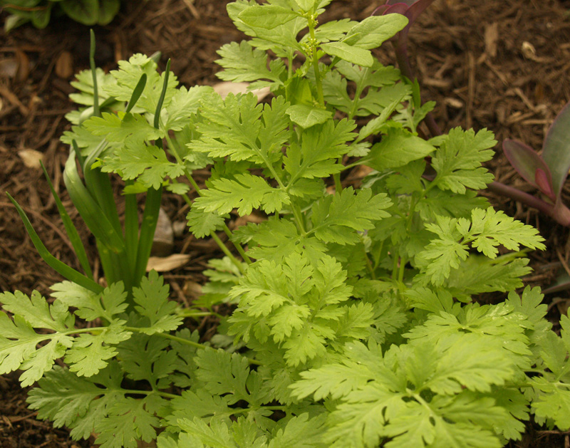 Feverfew with spring bulbs companion plant 