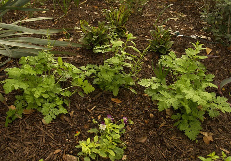 Feverfew with sorrel and pansy winter garden