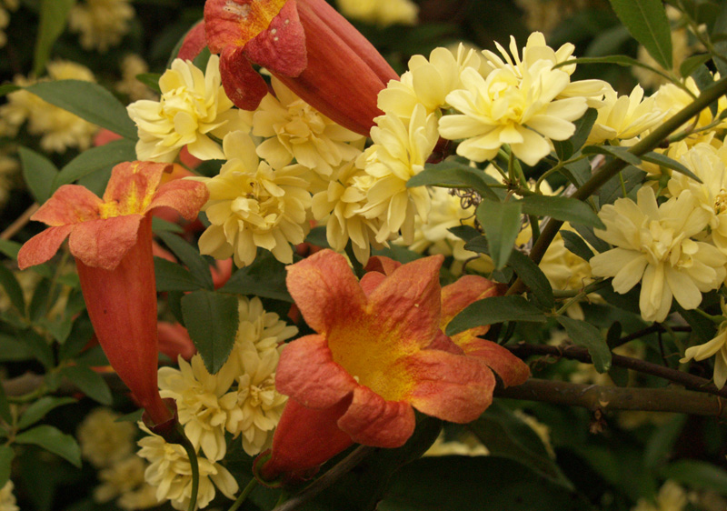 Lady Banks rose with crossvine Lady Banks rose with crossvine