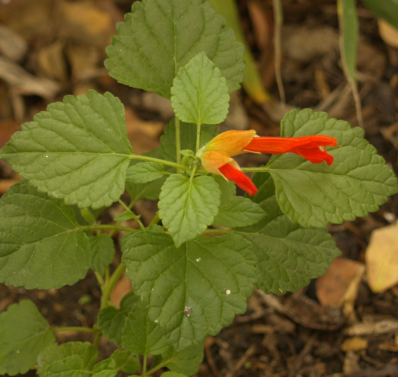 Mountain sage, salvia regla Mountain sage, salvia regla