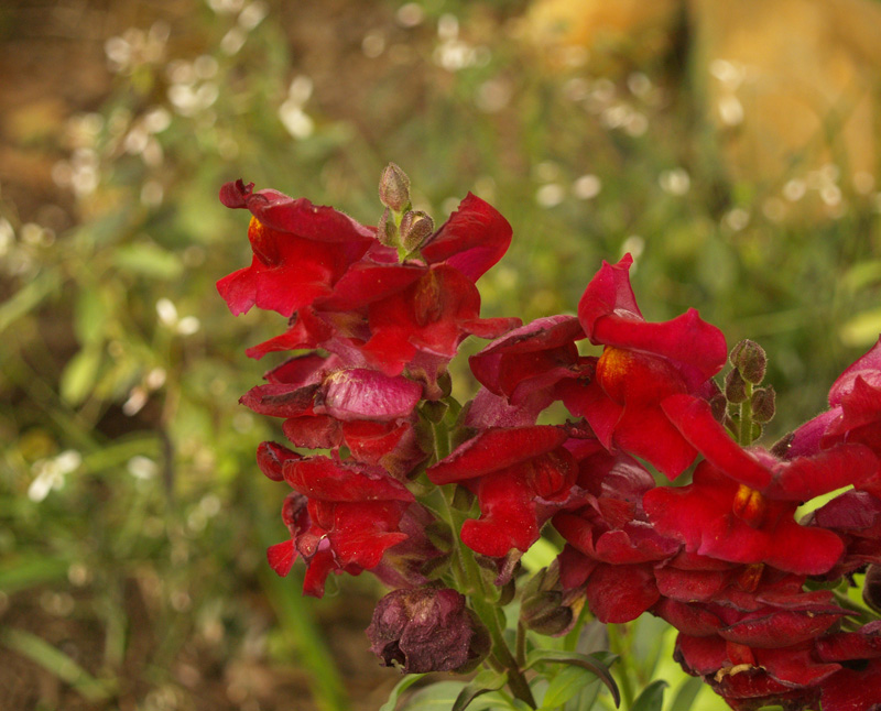 Snapdragon and Proven Winners Diamond Frost euphorbia