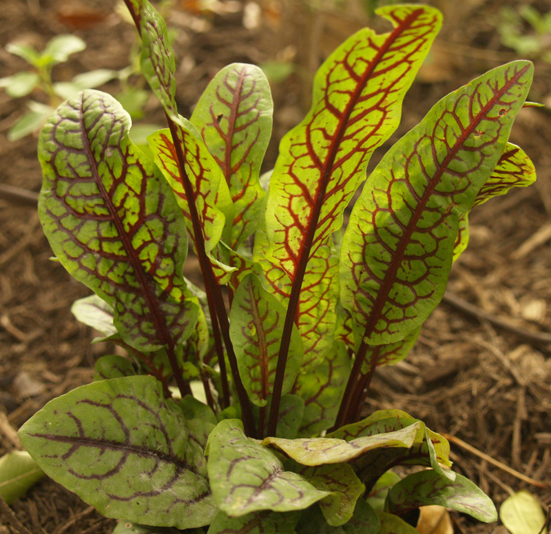 Red-veined sorrel 