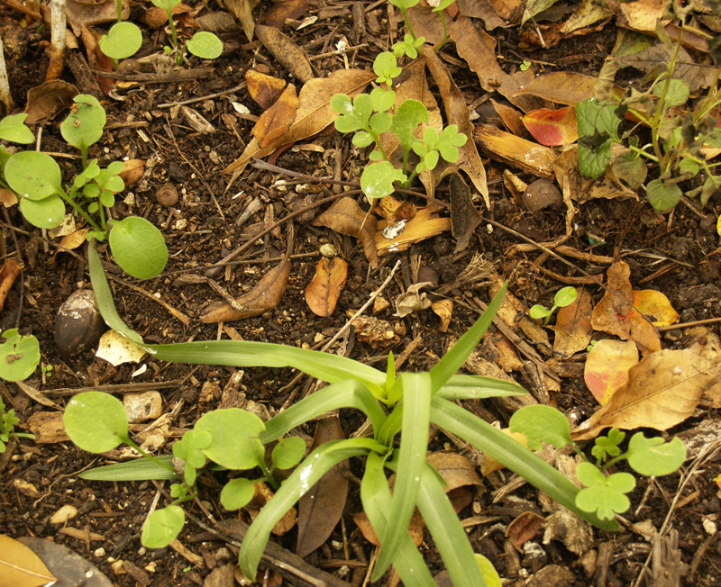 Spiderwort and baby blue-eyes seedlings