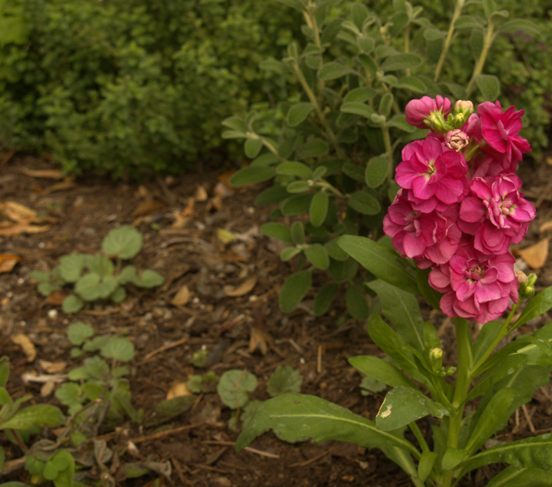 Pink stock with Phlomis lanata and heartleaf skullcap