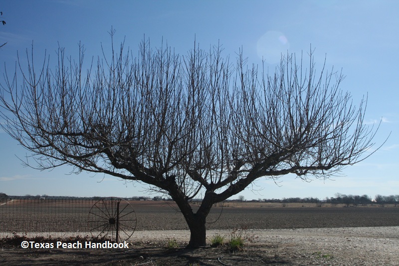 peach tree pruning Texas Peach Handbook