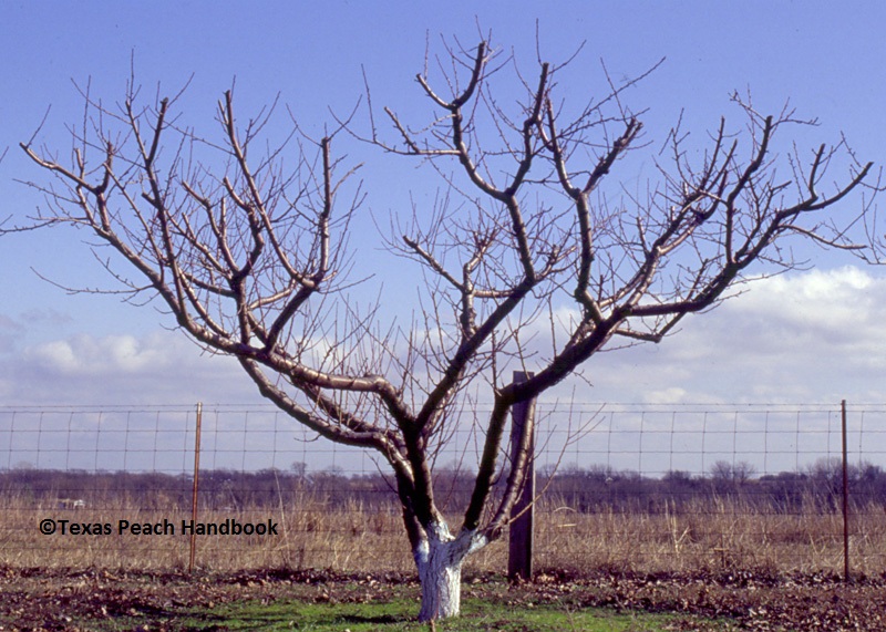 peach tree pruning Texas Peach Handbook