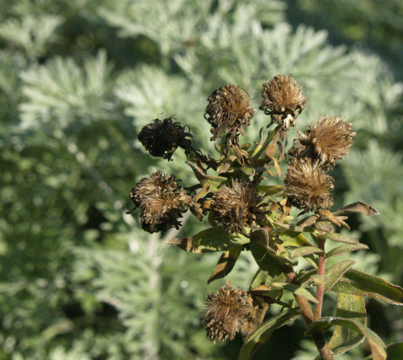 Aster seed heads with 'Powis Castle' artemisia