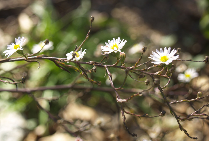 Wild white asters