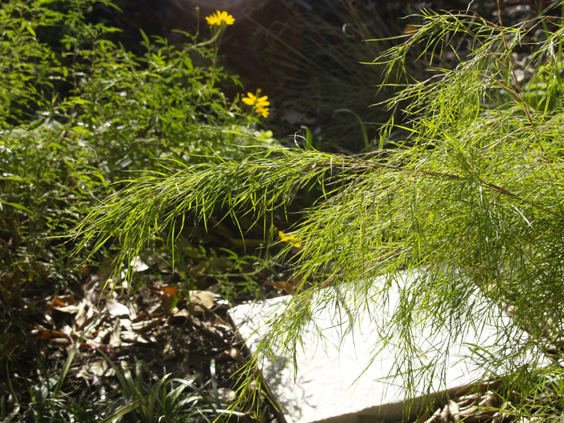 Bamboo muhly with Copper Canyon daisy 