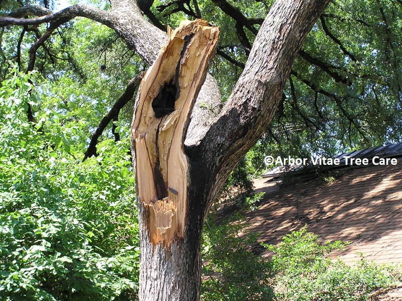 Branch failure due to tree decay 