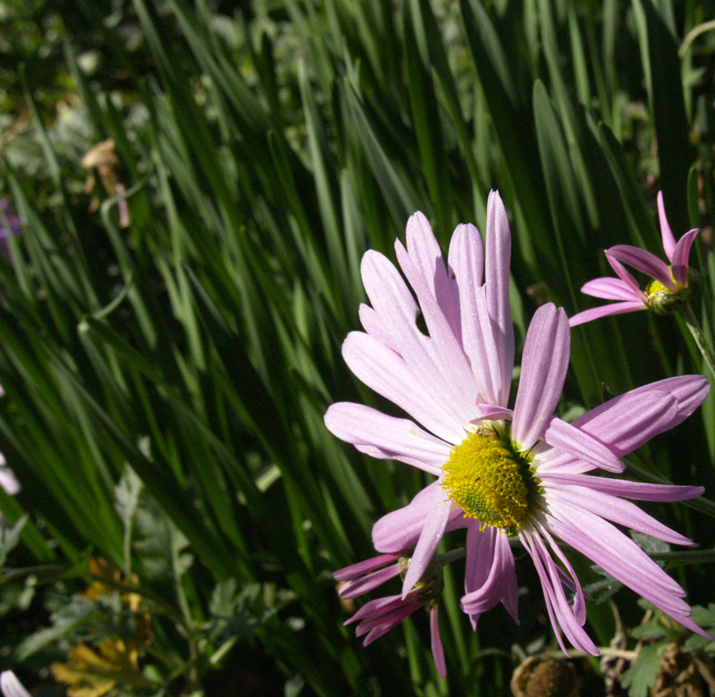 'Country Girl' chrysantheum country with naturalizing bulb foliage