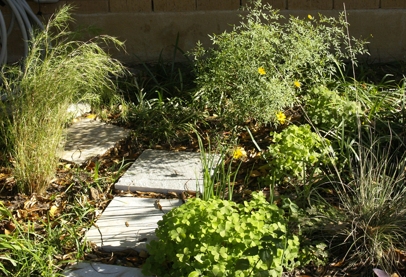 copper canyon daisy, bamboo muhly bulbs Central Texas winter 