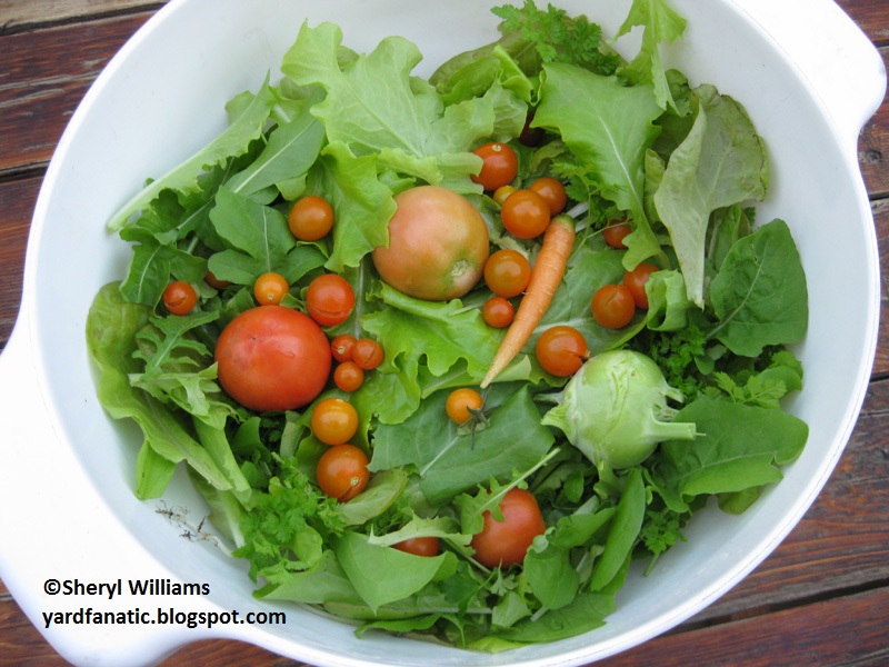 Yard Fanatic's lettuce and tomatoes 