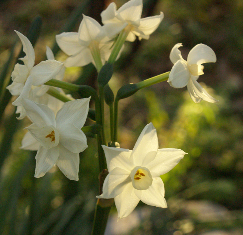 Paperwhite narcissus