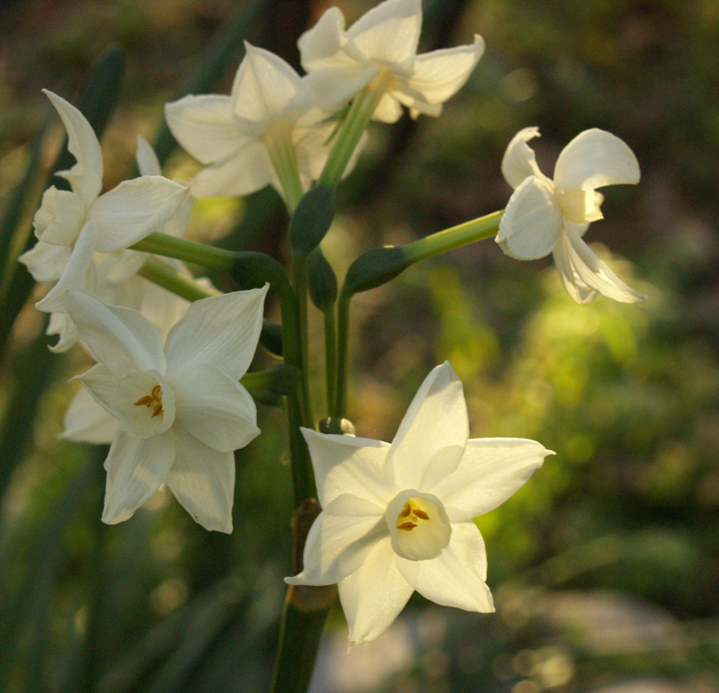 Paperwhite narcissus