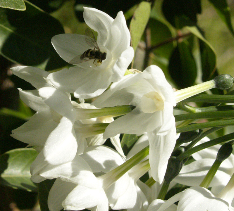 Bee on narcissus