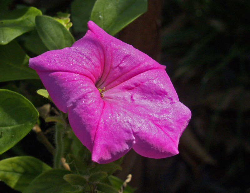 Old fashioned petunia