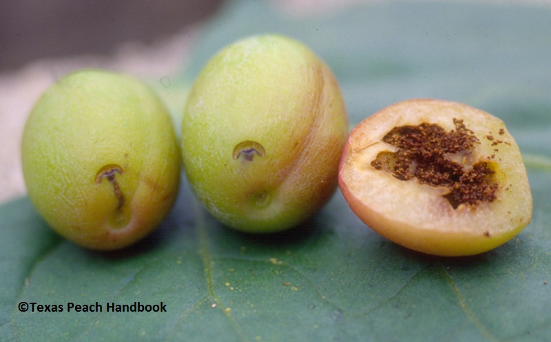 Plum curculio Texas Peach Handbook 