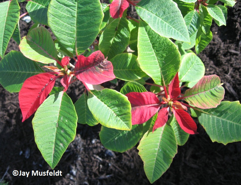 Christmas poinsettia in ground 