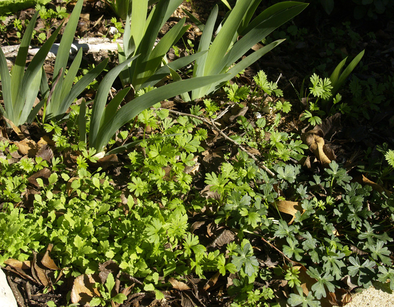 Poppy and larkspur seedlings, winecup, bearded iris 