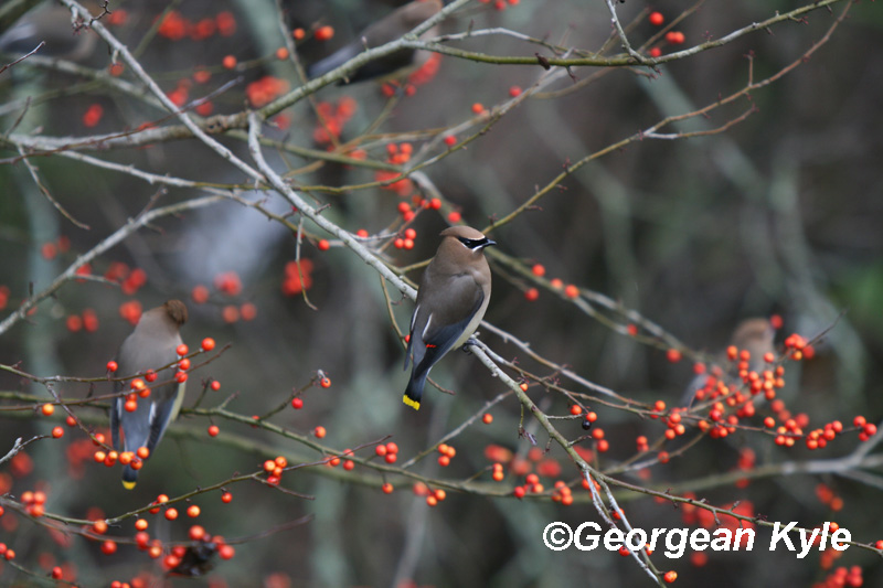 Cedar Waxwing on possumhaw holly, Georgean Kyle 