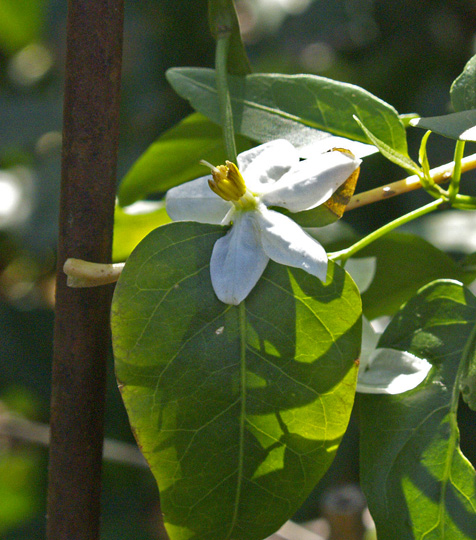 Potato vine Solanum jasminoides