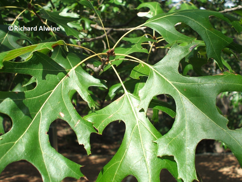 healthy red oak leaf 