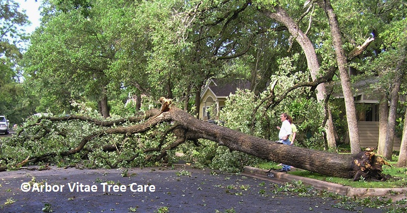 Tree root rot Arbor Vitae Tree Care