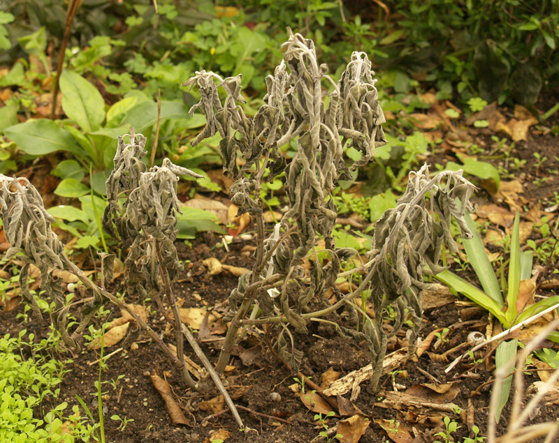 Salvia 'Anthony Parker' winter dormant 