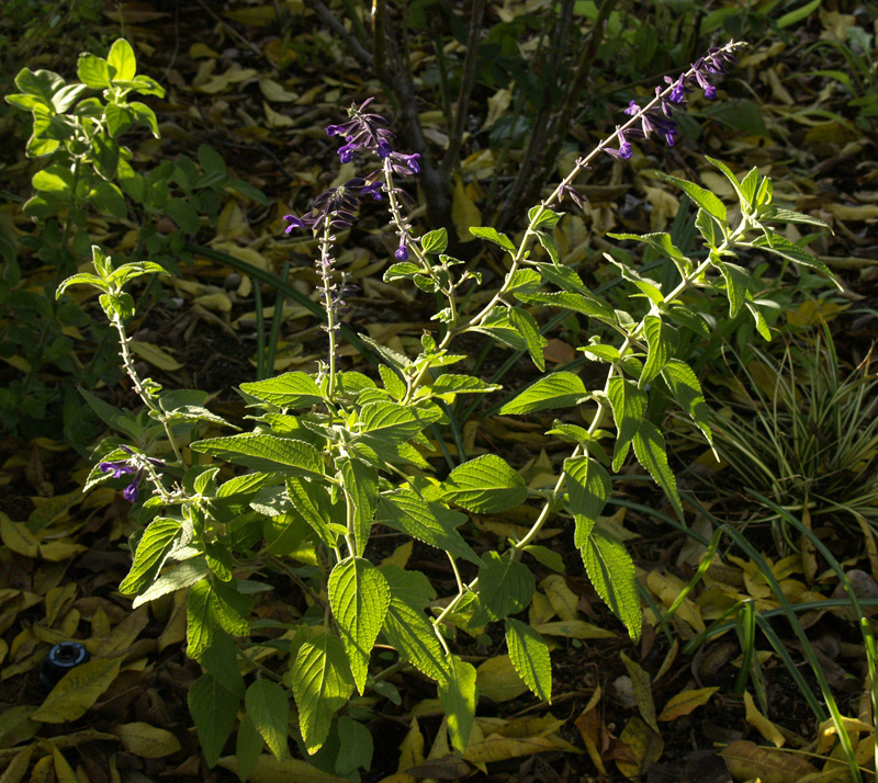 Salvia 'Anthony Parker'