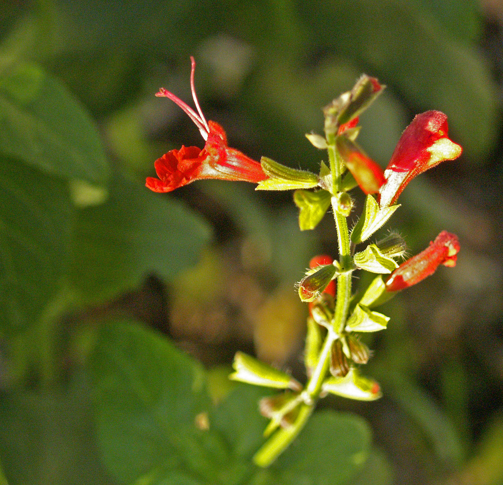 Salvia coccinea blooming in winter 