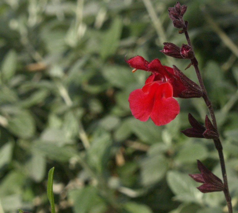 Salvia greggi flower with silver germander