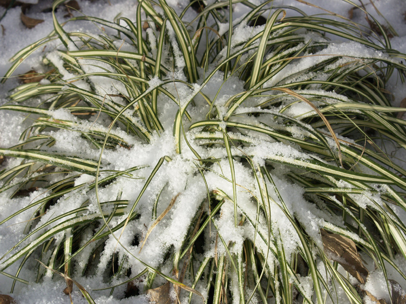 Carex morrowii 'Aurea-variegata' in snow 